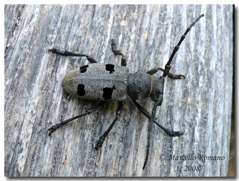 Insetti dalla Croazia: 5. Morimus asper funereus (Cerambycidae)